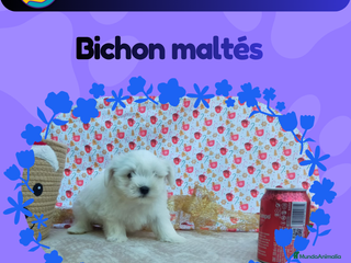 Bichón Maltés perros Camada de Bichón maltés enano 🎀 - Anuncio 1