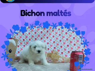 Bichón Maltés perros Camada de Bichón maltés enano 🎀 - Anuncio 28