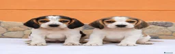 Beagle perros en venta: Beagles disponibles!!🐶🐾 en Cáceres - Anuncio 1
