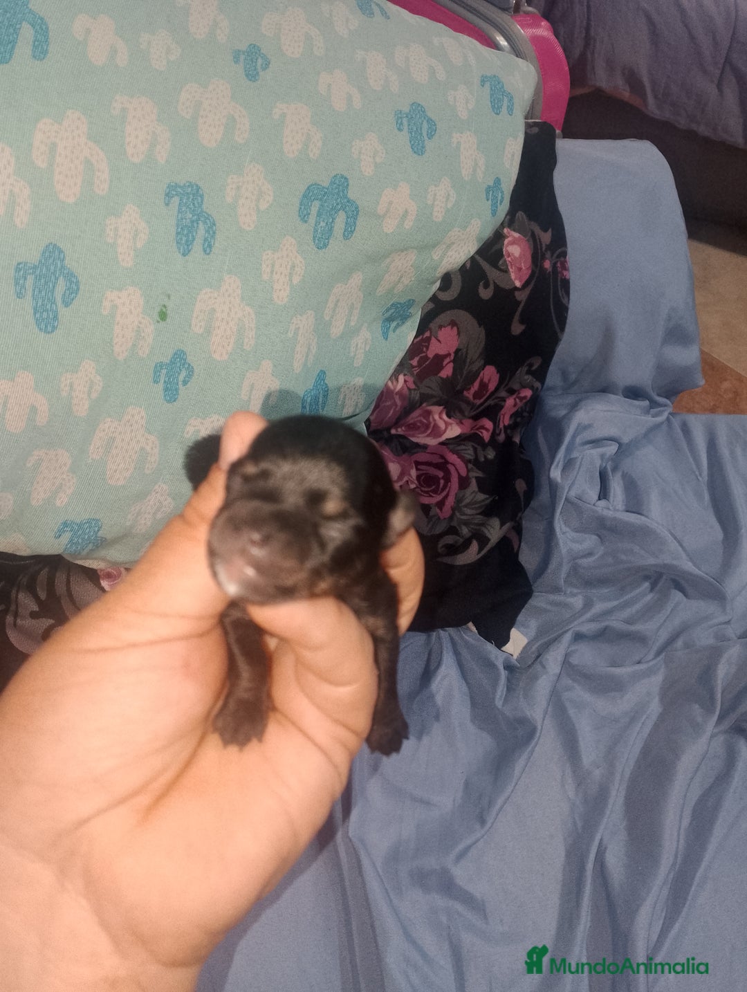 Chihuahua perros en venta: Camada para reservar  - Imagen 6