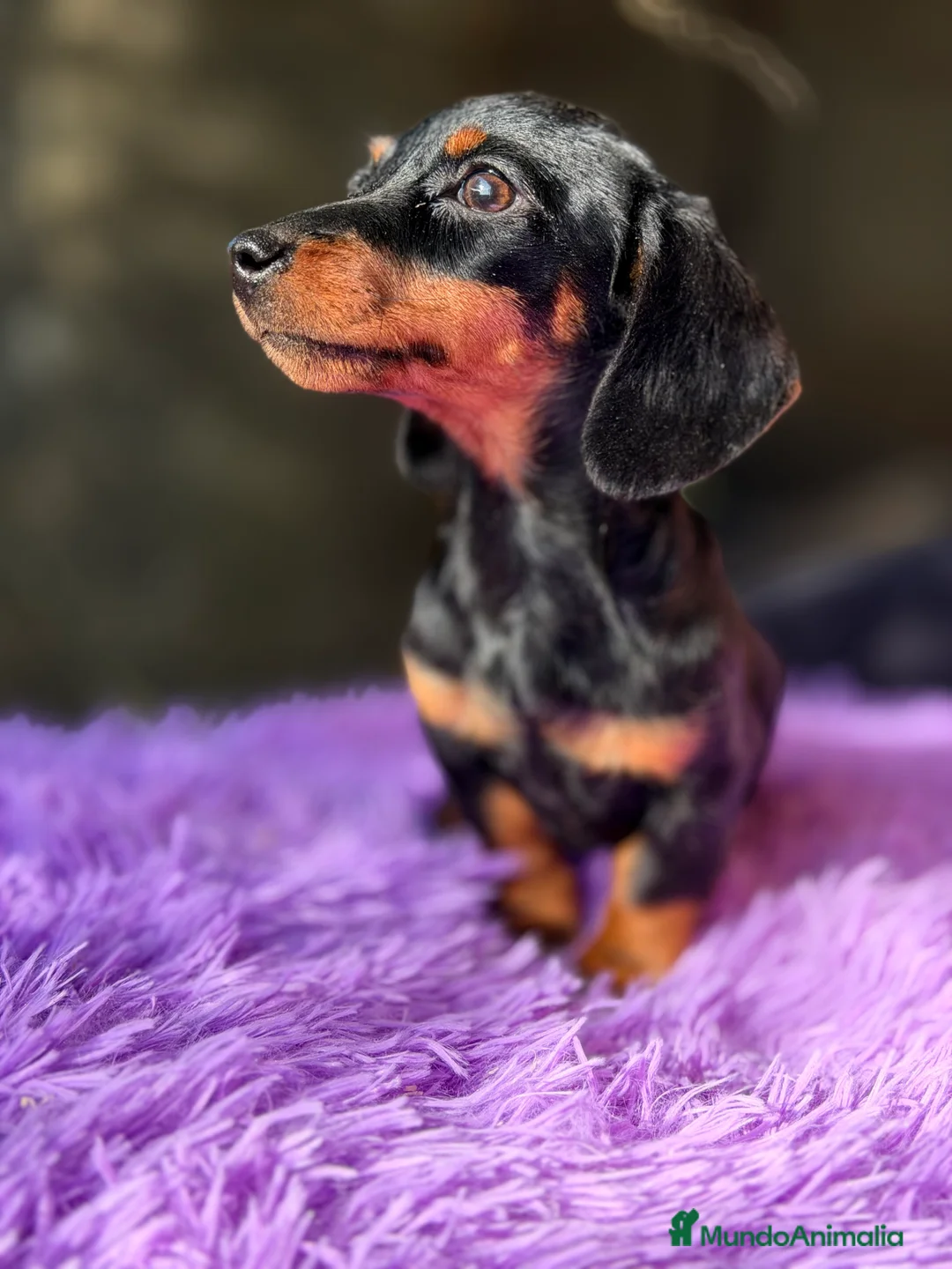 Teckel Miniatura perros en venta: Teckel Kaninchen hembra  - Anuncio 2