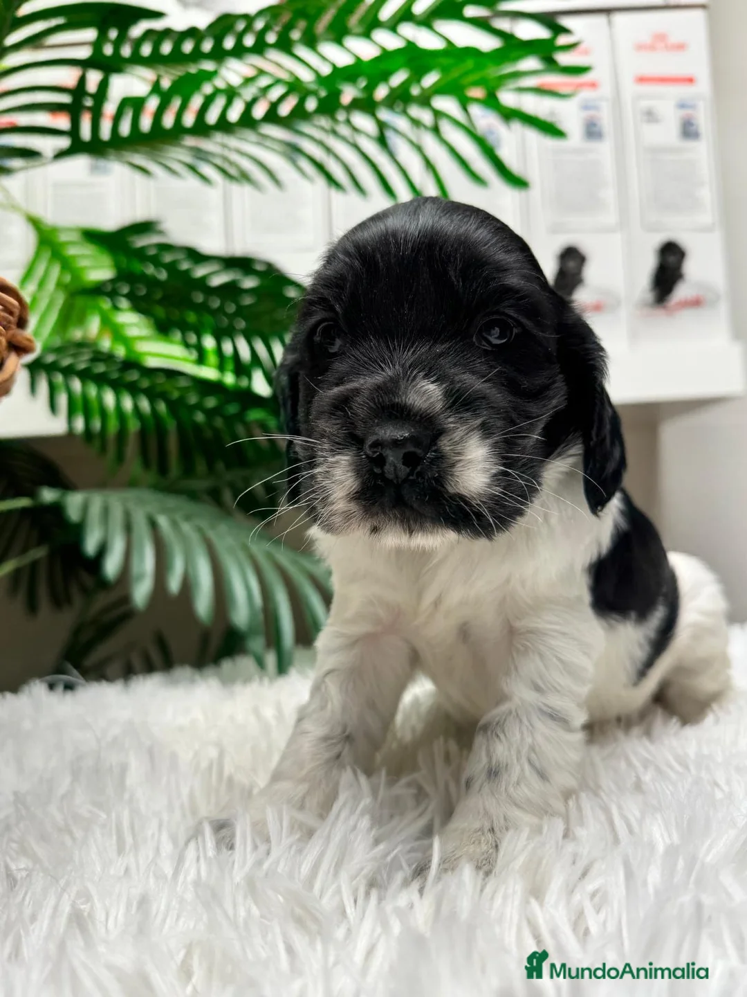 Cocker Spaniel Inglés perros en venta: COCKER SPANIEL INGLES - Anuncio 15