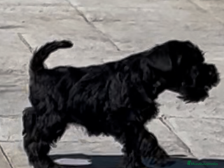 Schnauzer Miniatura perros - Anuncio 1