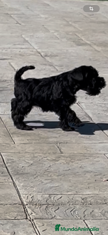 Schnauzer Miniatura perros - Anuncio 2