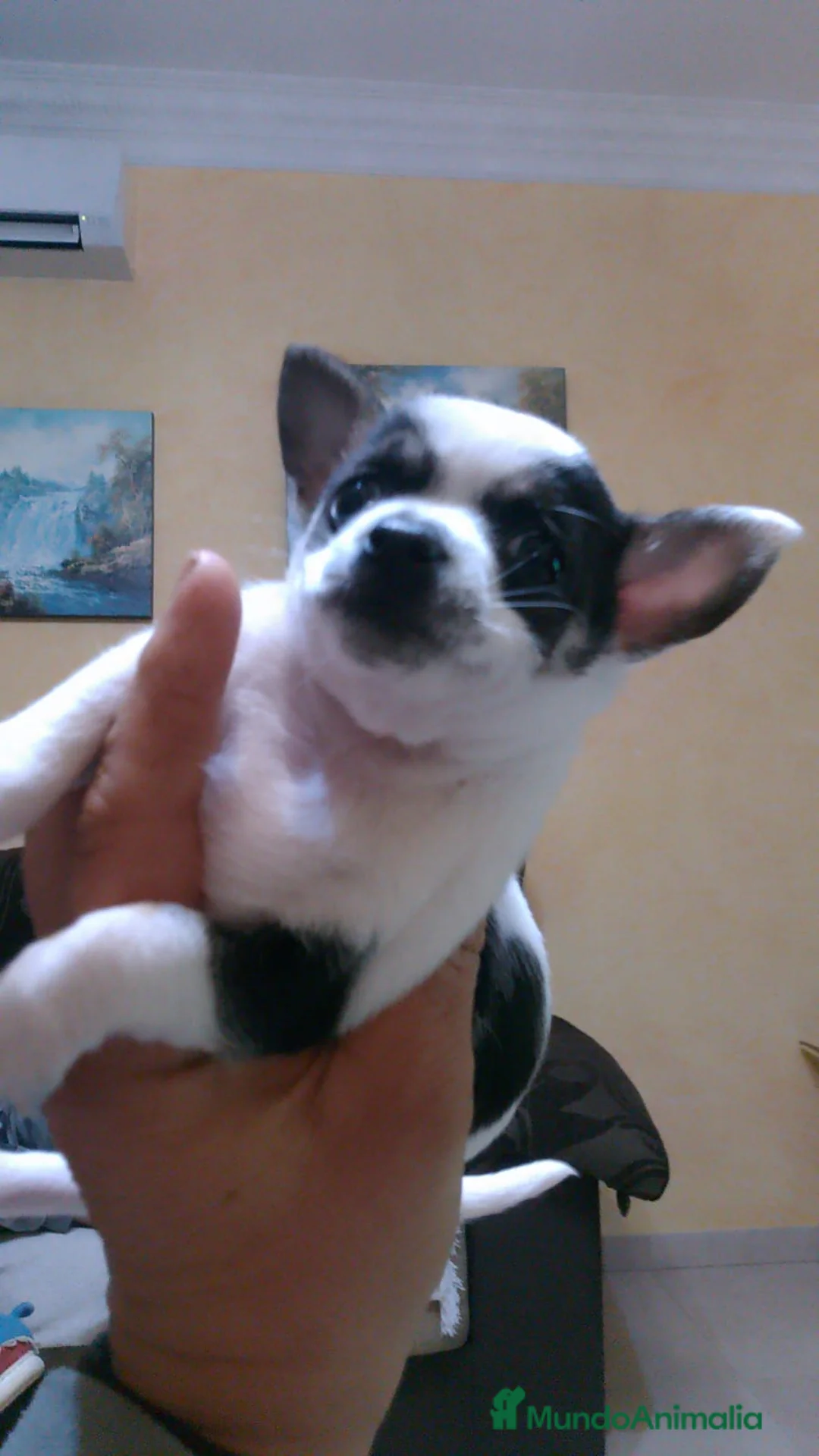 Chihuahua perros en venta: Chihuhuas toy - Anuncio 1