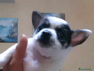 Chihuahua perros Chihuhuas toy - Anuncio 4