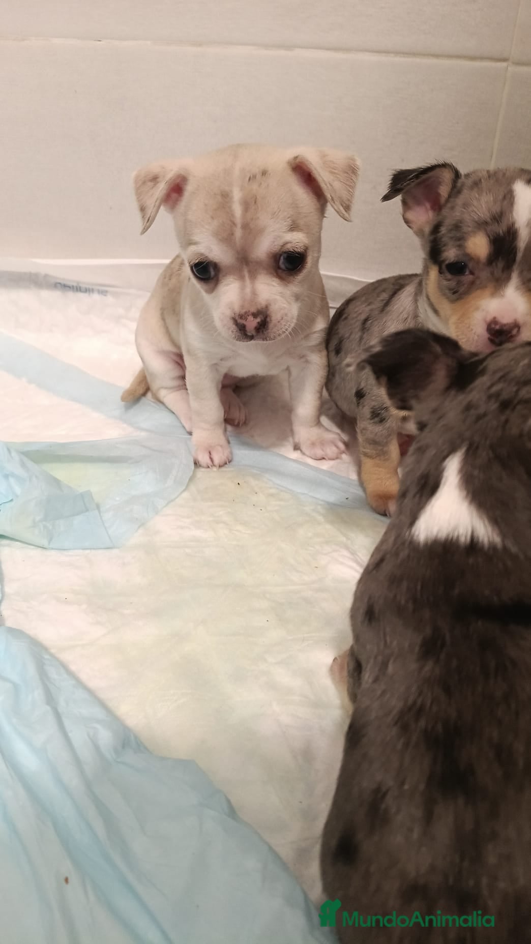 Chihuahua perros Hembra Chihuahua🐾🐶 - Anuncio 1