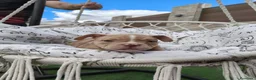 American Bully perros en venta: American Bully  - Anuncio 3