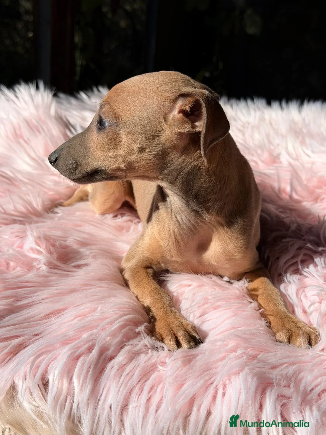 Pequeño Lebrel Italiano perros en venta: PEQUEÑAS LEBRELES FAWN (PICCOLO) - Anuncio 3