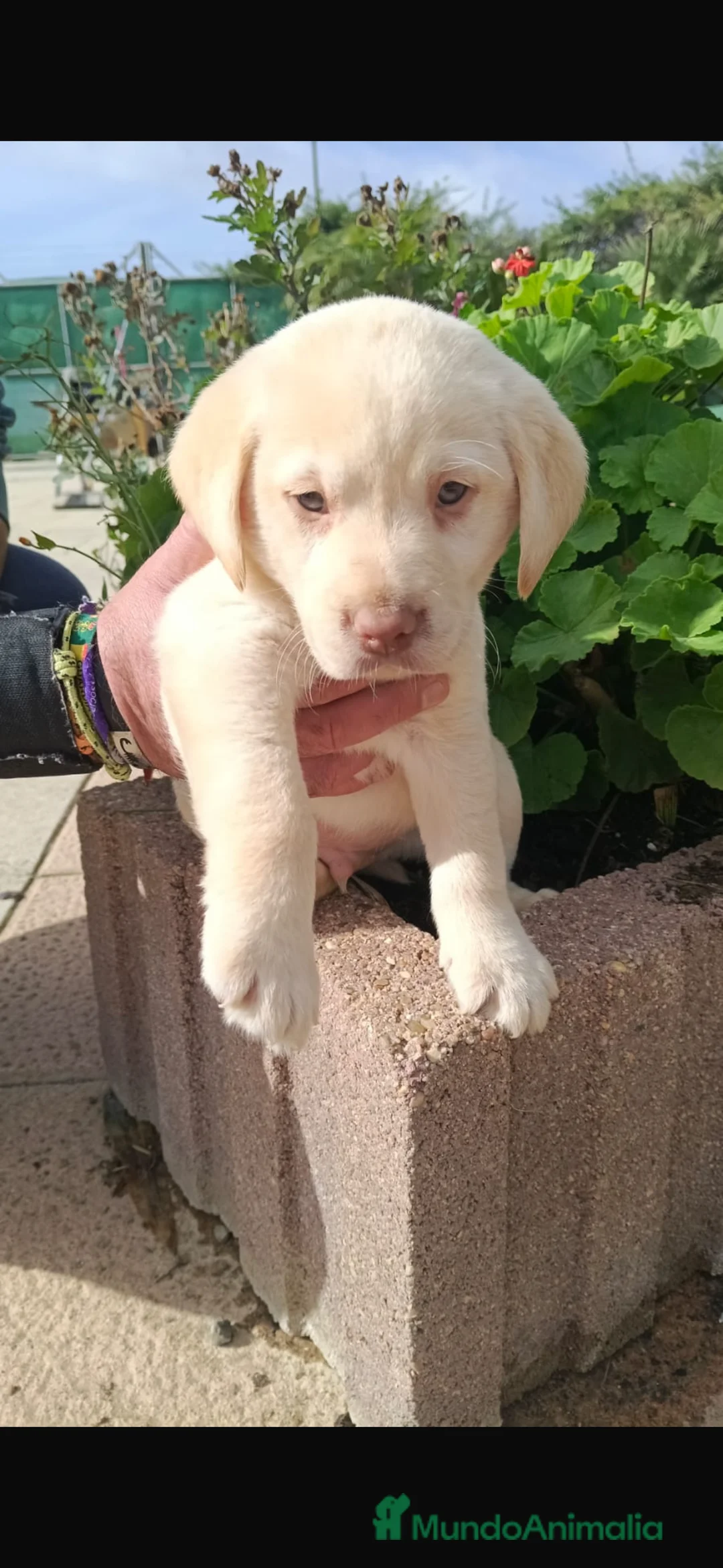 Labrador Retriever perros en venta: Disponible hembra y macho de labrador - Anuncio 2