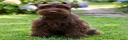 Schnauzer Miniatura perros en venta: Schnauzer miniatura exóticos - Anuncio 11