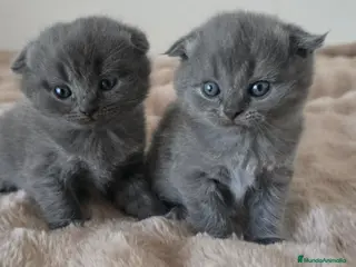 Scottish Fold gatos Gatcot.com - Anuncio 1