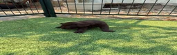 Labrador Retriever perros en venta: LABRADOR - Anuncio 32