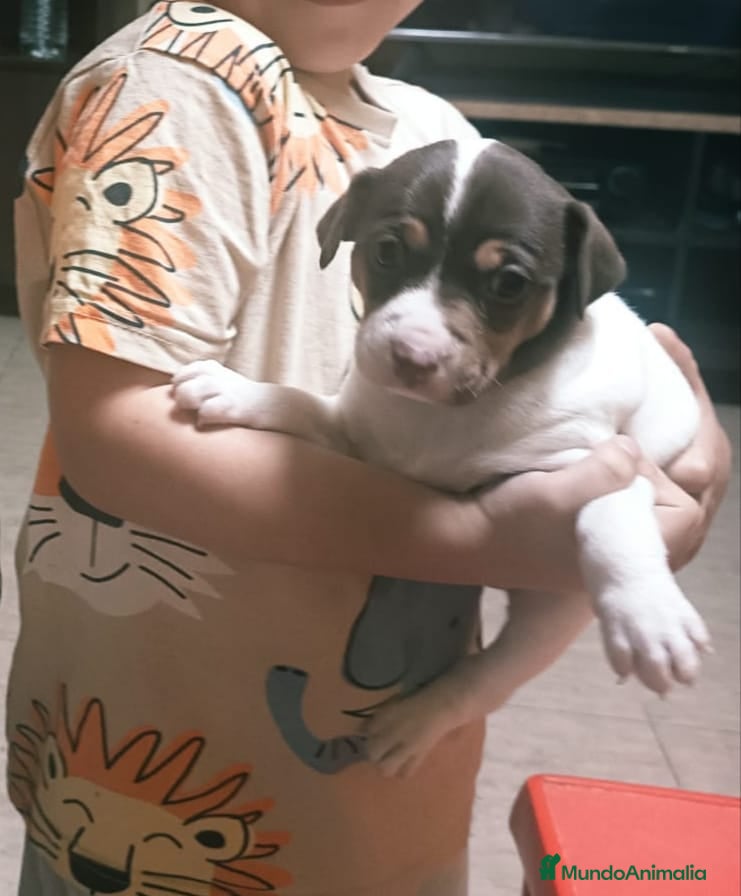 Otras razas perros BODEGUEROS PURA RAZA OPORTUNIDAD  - Anuncio 2