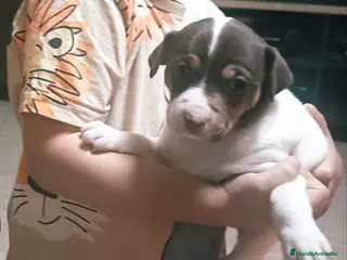 Otras razas perros BODEGUEROS PURA RAZA OPORTUNIDAD - Anuncio 2