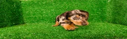Teckel Miniatura perros en venta: Teckel miniatura  - Anuncio 4