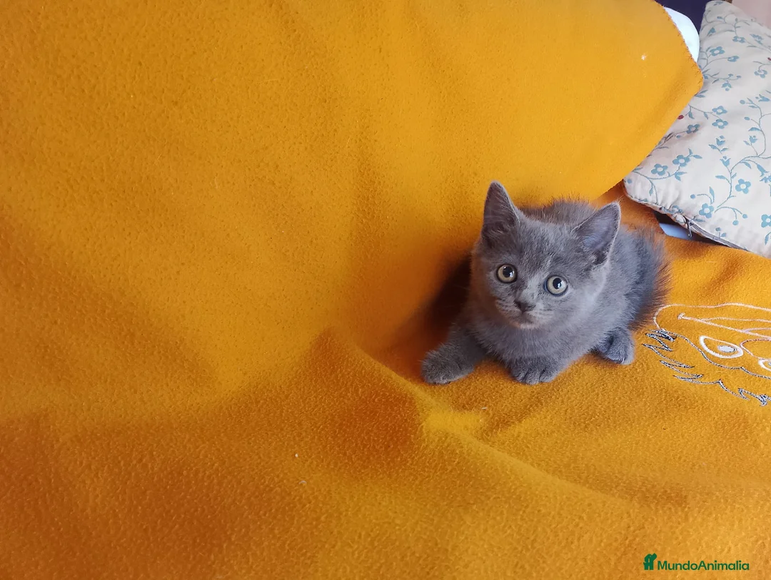 Británico de Pelo Corto gatos en venta: Adorable hembra Britthis blue  en Madrid - Anuncio 5