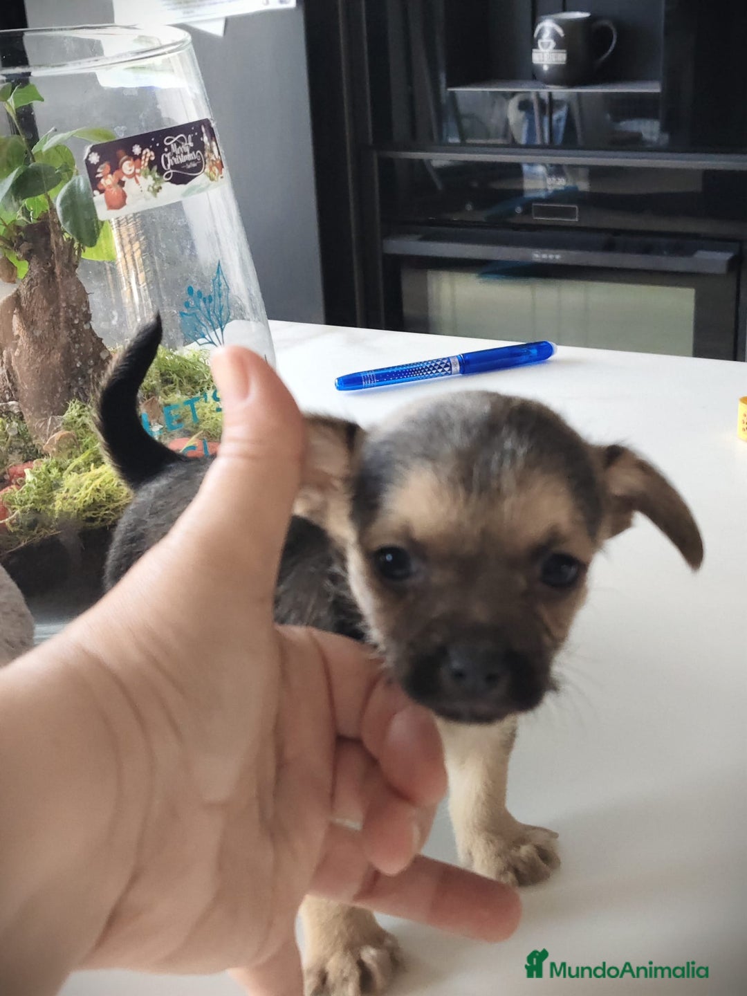 Raza Mixta perros en venta: Cachorro Toy  - Anuncio 7