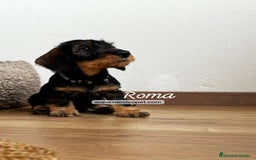 Teckel Miniatura perros en venta: TECKEL PELO DURO HEMBRA - Imagen 1