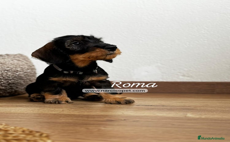 Teckel Miniatura perros - Anuncio 12