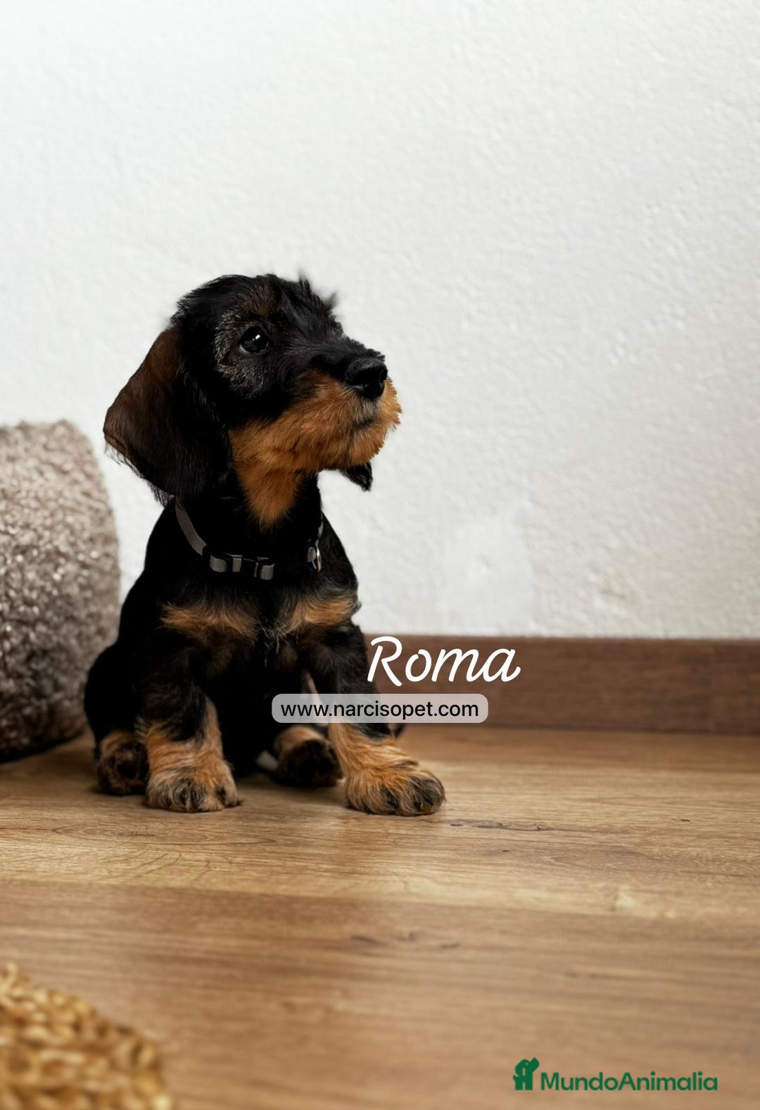 Teckel Miniatura perros en venta: TECKEL PELO DURO HEMBRA - Imagen 1