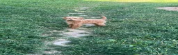 Caniche Toy perros en venta: Caniche macho apricot - Anuncio 2