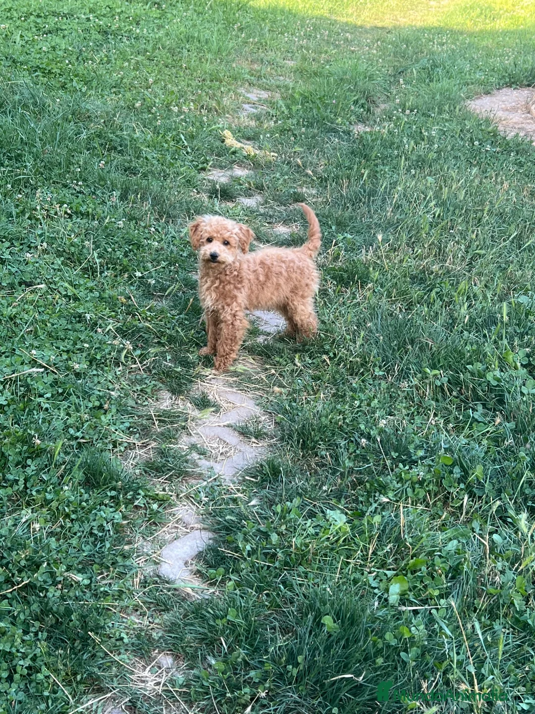 Caniche Toy perros en venta: Caniche macho apricot - Anuncio 2