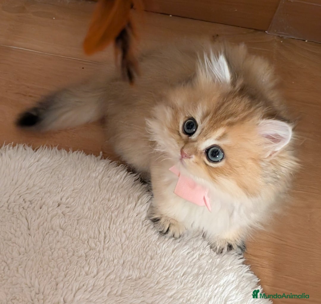 Británico de Pelo Largo gatos en venta:  2gatitos color exclusivo british golden longhair  - Anuncio 23