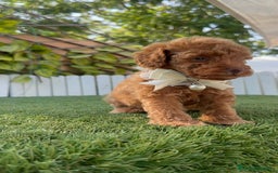 Caniche Toy perros en venta: CANICHE TOY EN SEVILLA, ENVIO A TODA ESPAÑA - Imagen 11