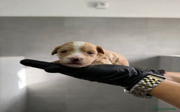 Maltipoo perros en venta: CACHORROS DE MALTIPOO - Imagen 7