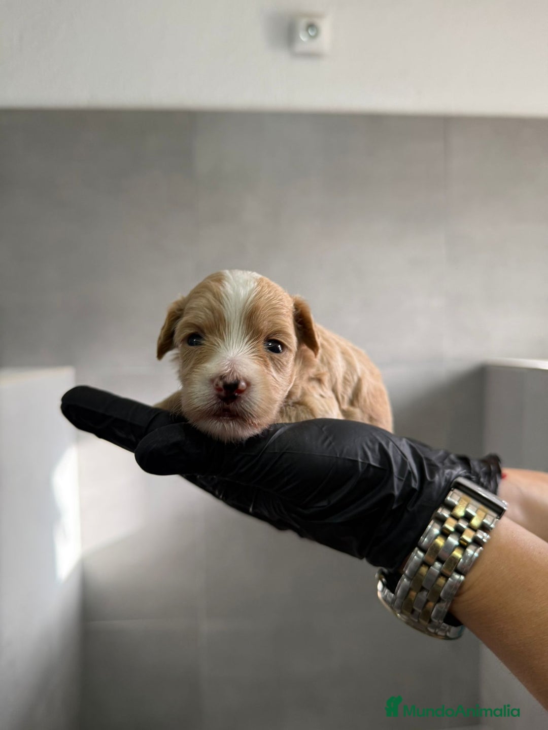 Maltipoo perros en venta: CACHORROS DE MALTIPOO - Imagen 7