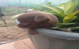 Chihuahua perros en venta: Chihuahua Toy chocolate  - Anuncio 2