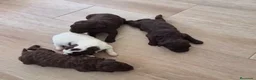 Perro de Agua Español perros en venta: Perros de agua chocolate🩷🩵🐾 - Anuncio 5