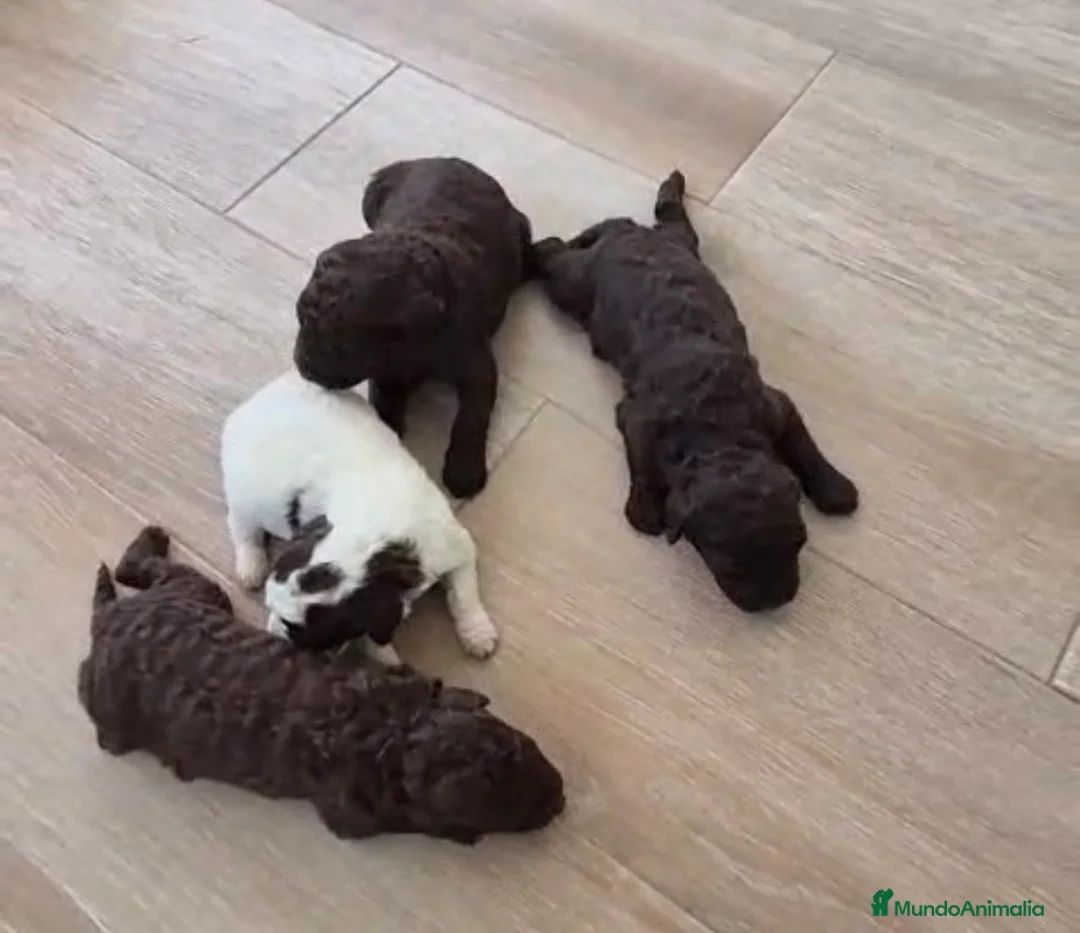 Perro de Agua Español perros en venta: Perros de agua chocolate🩷🩵🐾 - Anuncio 5