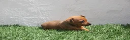 Raza Mixta perros en venta: Minijack - Anuncio 23