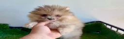 Pomerania perros en venta: Pomerañia toy - Anuncio 3
