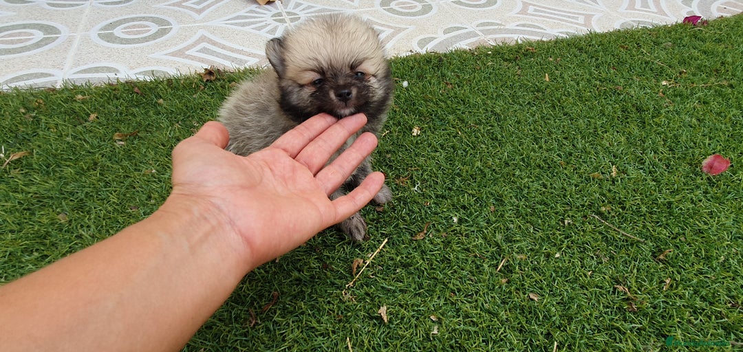 Pomerania perros en venta: Pomerania Cachorros Mini - Anuncio 2