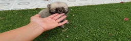 Pomerania perros en venta: Pomerania Cachorros Mini - Anuncio 2