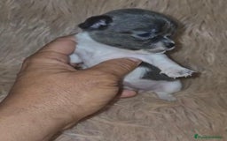 Chihuahua perros en venta: Chihuahuas rusos mini toy  - Imagen 18