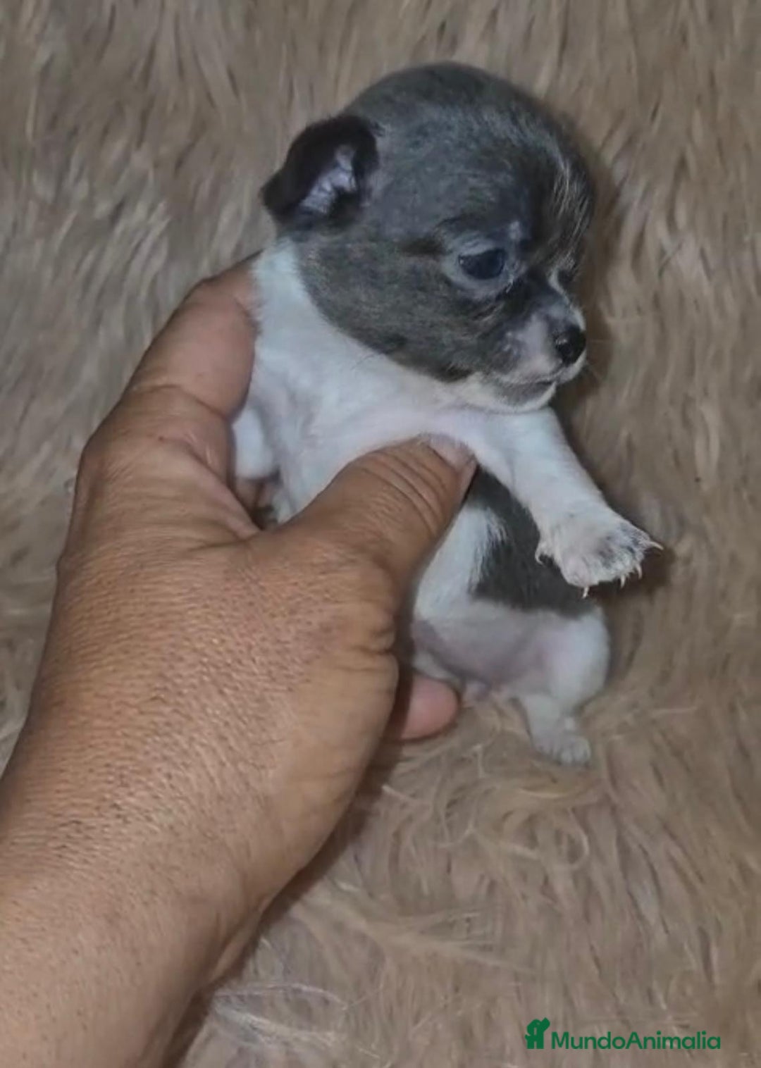 Chihuahua perros en venta: Chihuahuas rusos mini toy  - Imagen 18