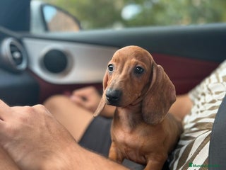 Teckel perros en Badajoz - Anuncio 8