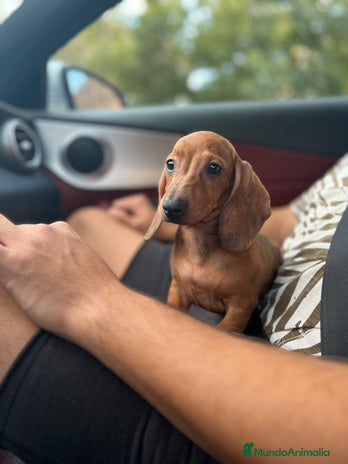 Teckel perros en Badajoz - Anuncio 5