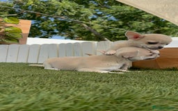 Chihuahua perros en venta: CHIHUAHUA MACHO - Imagen 18
