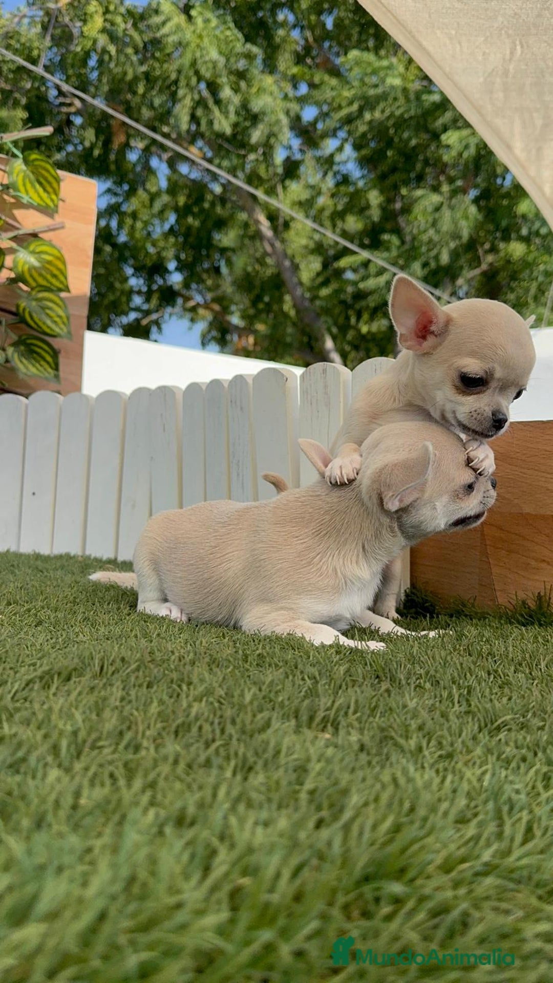 Chihuahua perros en venta: CHIHUAHUA MACHO - Imagen 18