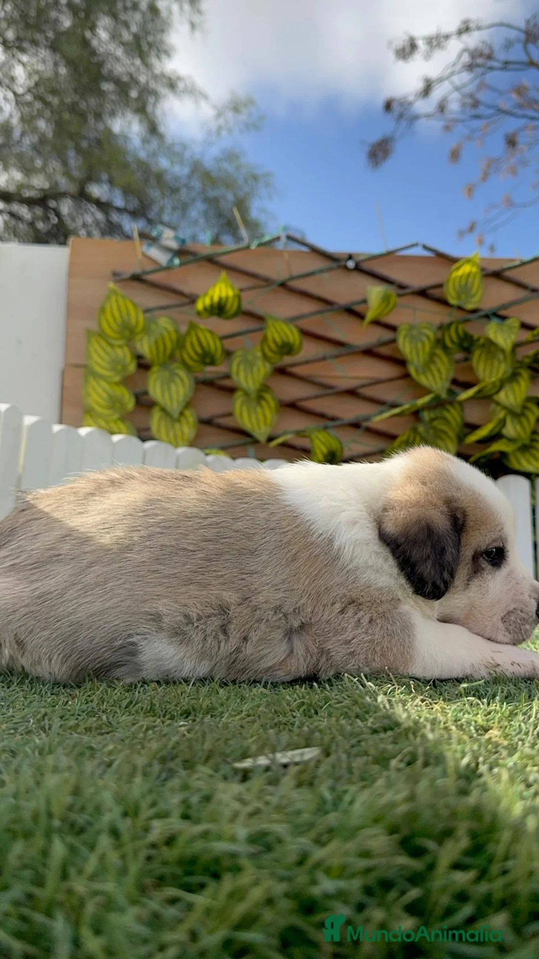 Mastín Español perros en venta: MASTIN ESPAÑOL - Anuncio 10