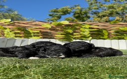 Caniche Toy perros en venta: CANICHE TOY - Imagen 20