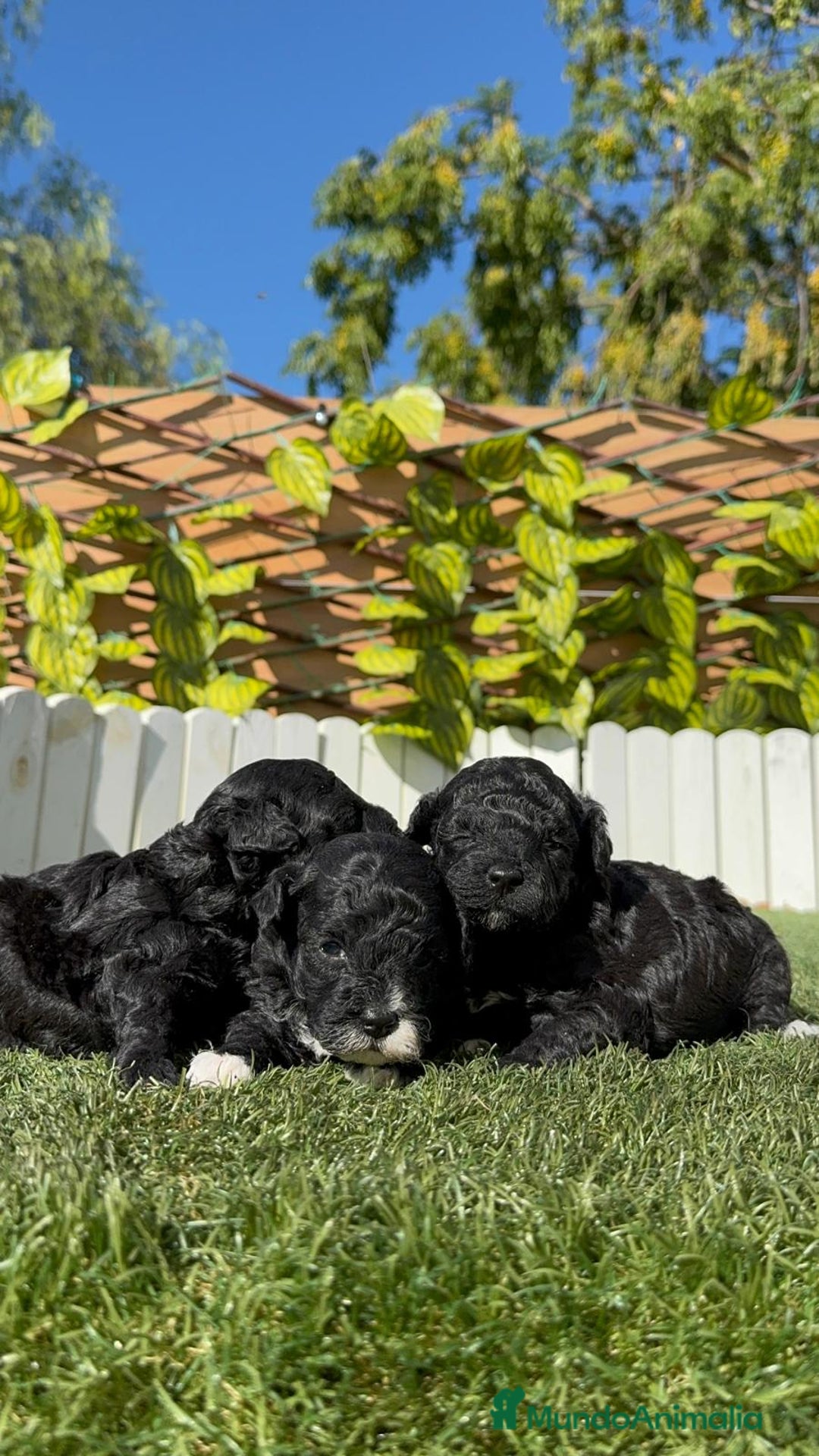 Caniche Toy perros en venta: CANICHE TOY - Imagen 20