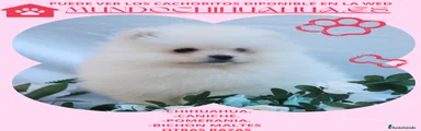 Pomerania Cachorro 4