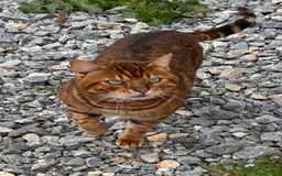 Bengalí gatos en venta: Gatos bengalí  - Imagen 4