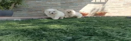 Pomerania perros en venta: Pomerania toy blancos en Madrid - Anuncio 1